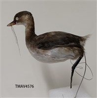 藏品(小鸊鷉)的圖片